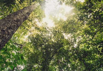 Pemi irá plantar 315 árvores como resultado da campanha ‘Semeando o Futuro’