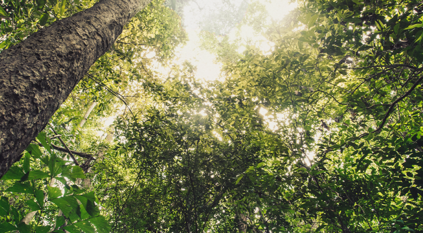 Pemi irá plantar 315 árvores como resultado da campanha ‘Semeando o Futuro’
